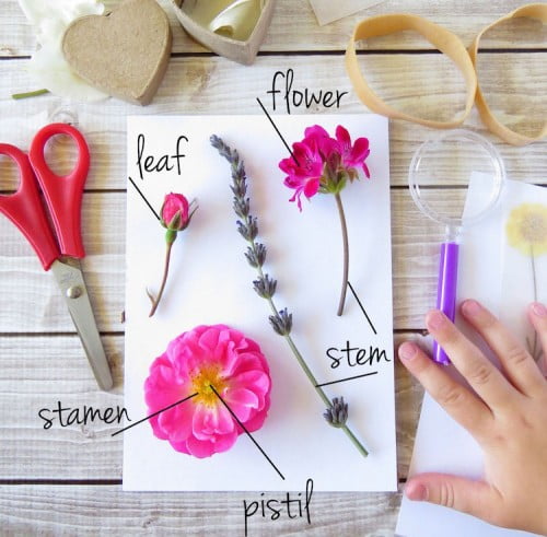 Botany Box for kids