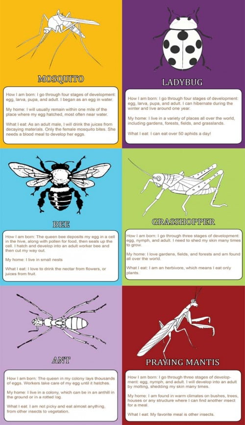 Insect cards