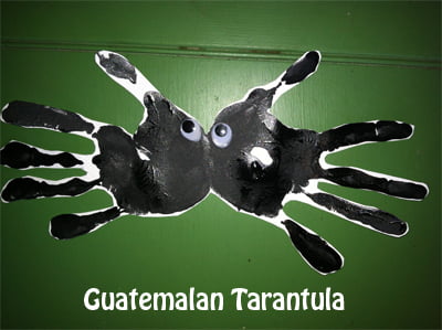 tarantulamain_edited