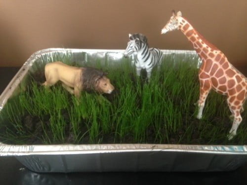 African Grasslands Project