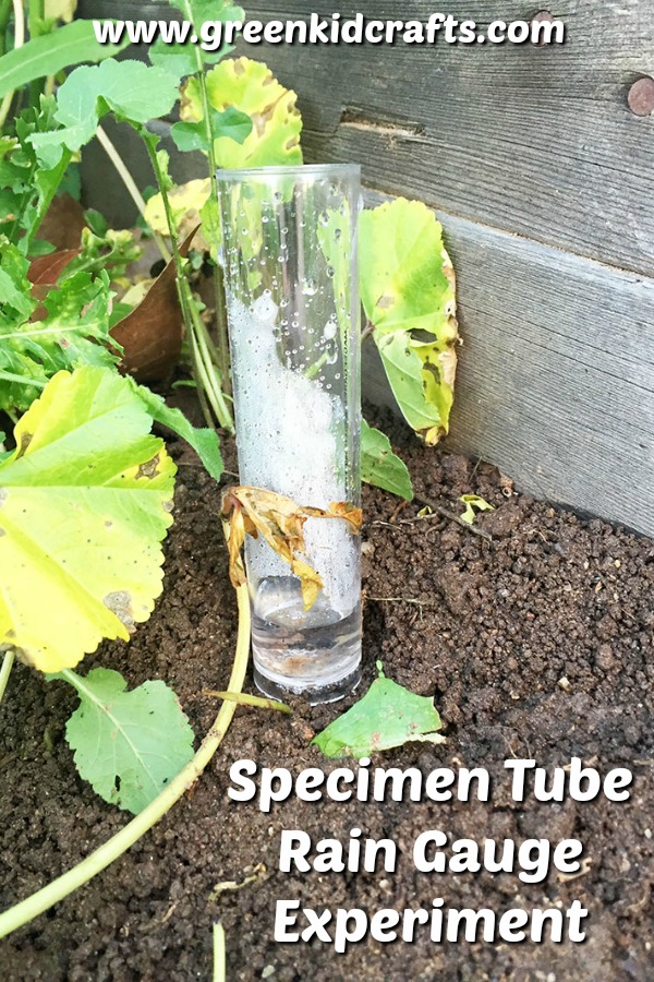 Specimen tube rain gauge experiment. Collect, predict and measure rainfall with this specimen tube science experiment for kids.