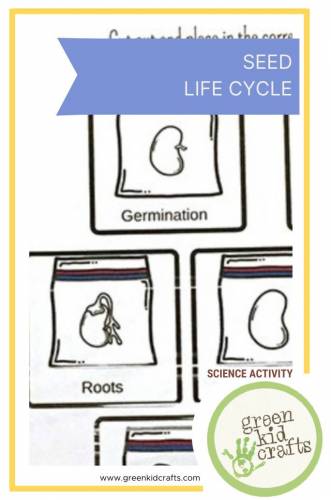 Life Cycle of a Seed