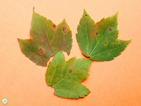 leaf experiment