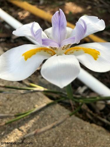 flower dissecting project