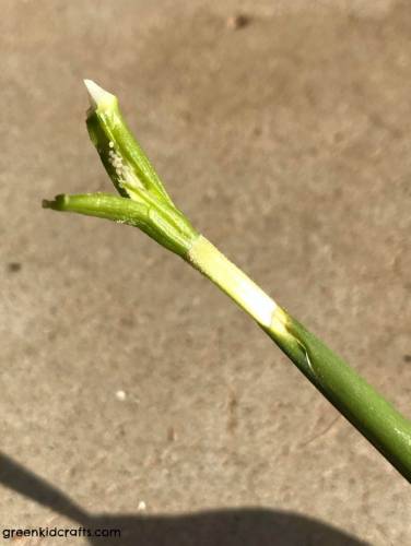 flower dissecting project