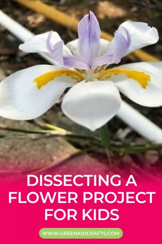 Dissecting a Flower Project for Kids