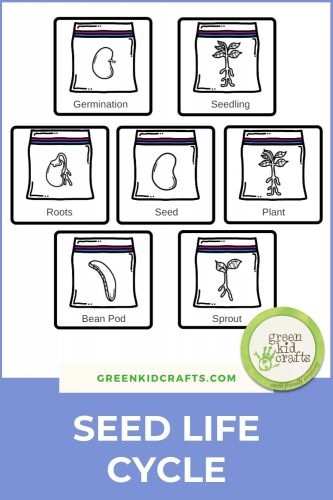 seed-life-cycle
