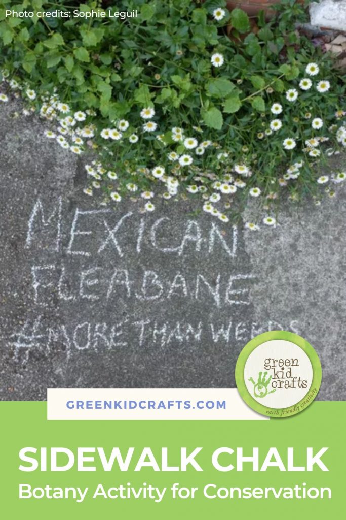 Sidewalk Chalk Botany Family Activity for Conservation